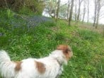 Dog walking Dog walking